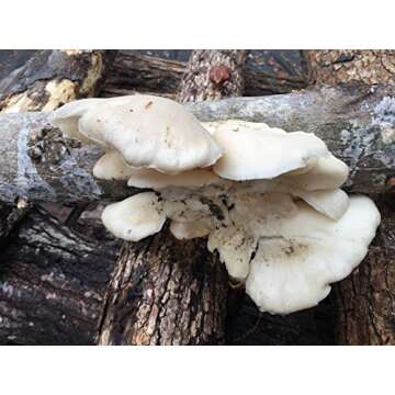 2funguys 12" Mushroom Log for DIY Oyster Mushroom Growing