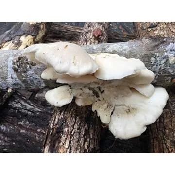 2funguys 12" Mushroom Log for DIY Oyster Mushroom Growing