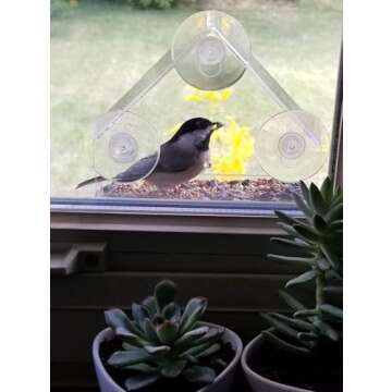 Window Bird House Feeder with Extra Strong Suction Cups Clear Bird Seed Holder for Outside Birdhouse Shape WMBF0001