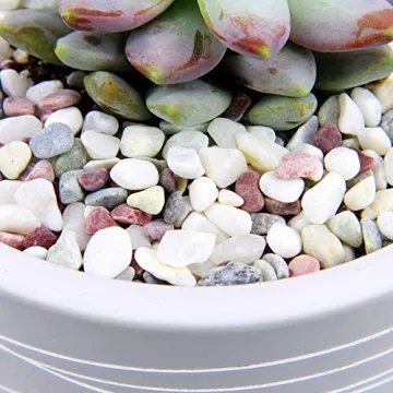 Decorative Natural Stone Pebbles for Planters - 2.5 lbs