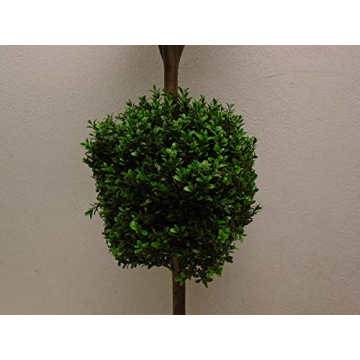 4' Double Ball Boxwood Topiary for Stylish Decor