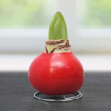 Candy Cane Amoice Waxed Amaryllis Flower Bulb with Stand, No Water Needed