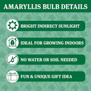 Candy Cane Amoice Waxed Amaryllis Flower Bulb with Stand, No Water Needed