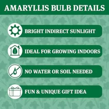 Candy Cane Amoice Waxed Amaryllis Flower Bulb with Stand, No Water Needed