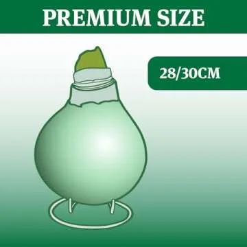 Candy Cane Amoice Waxed Amaryllis Flower Bulb with Stand, No Water Needed