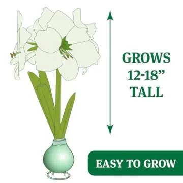 Candy Cane Amoice Waxed Amaryllis Flower Bulb with Stand, No Water Needed