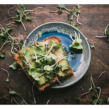 Sulforaphane MICROGREEN Seed Mix | Perfect for Microgreen Growing Trays | Kale, Cabbage, Turnip & Broccoli Sprouting Seeds | Non GMO Heirloom Seeds | 1 LB Resealable Bag | Rainbow Heirloom Seed Co.