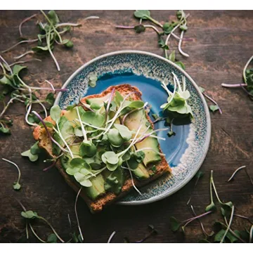 Sulforaphane MICROGREEN Seed Mix | Perfect for Microgreen Growing Trays | Kale, Cabbage, Turnip & Broccoli Sprouting Seeds | Non GMO Heirloom Seeds | 1 LB Resealable Bag | Rainbow Heirloom Seed Co.