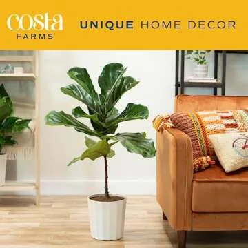 Costa Farms Fiddle Leaf Fig Tree, Ficus Lyrata, Live Indoor Plant Potted in Indoor Garden Plant Pot, Potting Soil, Floor Houseplant Gift for New Home, Birthday, Room Decor, 3-4 Feet Tall