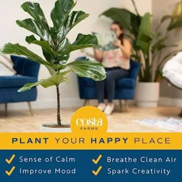 Costa Farms Fiddle Leaf Fig Tree, Ficus Lyrata, Live Indoor Plant Potted in Indoor Garden Plant Pot, Potting Soil, Floor Houseplant Gift for New Home, Birthday, Room Decor, 3-4 Feet Tall
