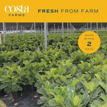 Costa Farms Fiddle Leaf Fig Tree, Ficus Lyrata, Live Indoor Plant Potted in Indoor Garden Plant Pot, Potting Soil, Floor Houseplant Gift for New Home, Birthday, Room Decor, 3-4 Feet Tall