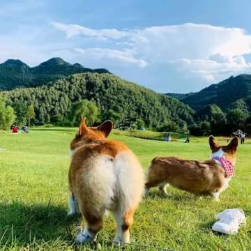 FLOWERFACEDFOX Pet Mat for Dog Cat, Double-Sided Leaves Shaped Pet Mats Soft Cotton,Leaves Shaped Pet House Kennel Washable Dog Mattress for Small, Medium, Large and Extra Large Dogs (A)