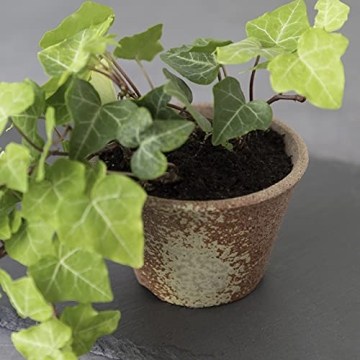 Wazakura Handmade Rounded Ceramic Bonsai Pot 4.3 in