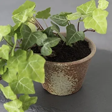 Wazakura Handmade Rounded Ceramic Bonsai Pot 4.3 in