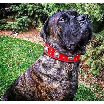 Bestia Eros Collar Red for Big Dogs. 2.5 inch Wide & Soft Padded