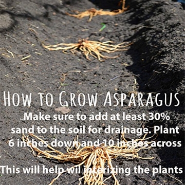 Purple Pacific Asparagus Plants - Fast Growing Garden Favorite