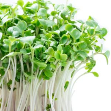 Organic Broccoli Sprouting Seeds Non-GMO Grown in USA