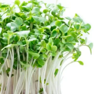 Organic Broccoli Sprouting Seeds Non-GMO Grown in USA