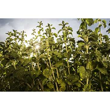 Ricola Honey Variety Bundle, Honey Lemon with Echinacea (19 ct), Honey Herb (24 ct), Cherry Honey (24 ct), Pack of 3