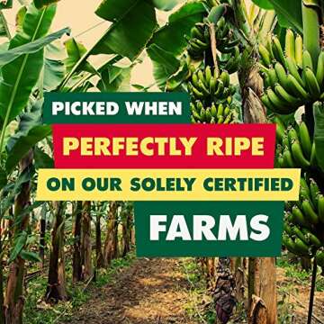 SOLELY - Organic Dried Mango Strips (5 oz Resealable Bags, Pack of 6) - Real Fresh Fruit - 1 Ingredient - Healthy Snacks for Adults & Kids - Non GMO, Vegan Snacks, Shelf Stable - 6 Bags (30 oz)