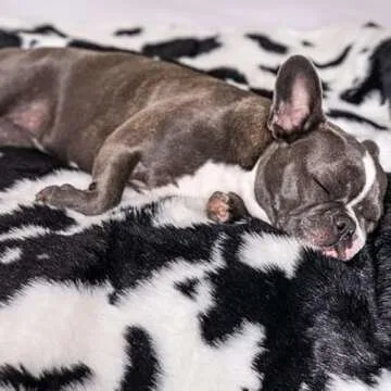 PupProtector Waterproof Pet Blanket for Dogs and Cats