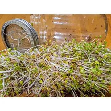 Variety Pack Sprouting Seeds Broccoli, Alfalfa, Radish, Mung beans & Salad Mix for Sprouts and Microgreens. Non-GMO. Pack of 10 premeasured seeds for quart size jars or trays. Includes 2 packs of each