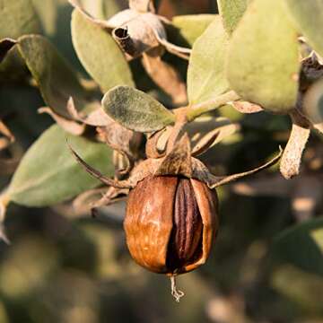 Weleda Moisture Cream for Men, 1 Ounce