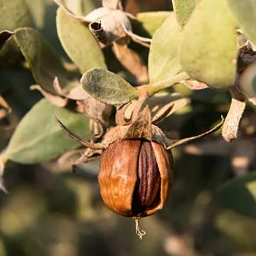 Weleda Moisture Cream for Men, 1 Ounce