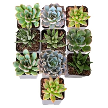 Costa Farms Succulent Pack - Live Indoor Plants Gift