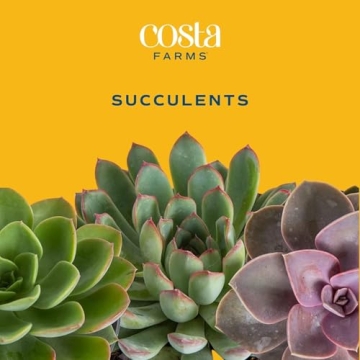 Costa Farms Succulent Pack - Live Indoor Plants Gift