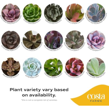 Costa Farms Succulent Pack - Live Indoor Plants Gift