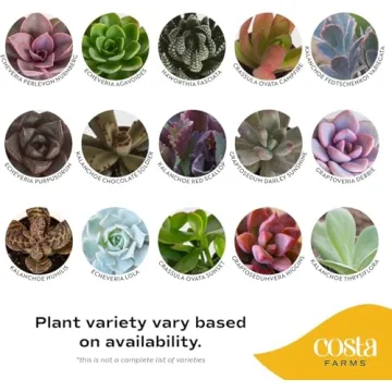 Costa Farms Succulent Pack - Live Indoor Plants Gift