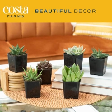 Costa Farms Succulent Pack - Live Indoor Plants Gift