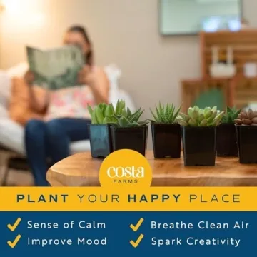 Costa Farms Succulent Pack - Live Indoor Plants Gift