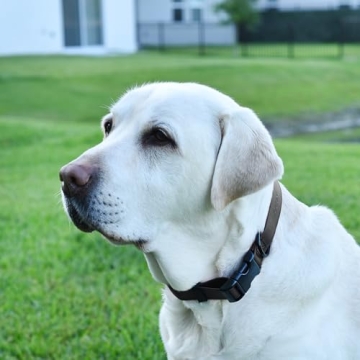 Durable Biothane Waterproof Dog Collar with Quick Release