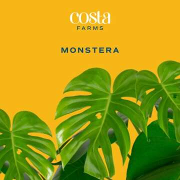 Costa Farms Monstera Swiss Cheese Plant, Live Indoor Plant, Easy to Grow Split Leaf Houseplant in In...
