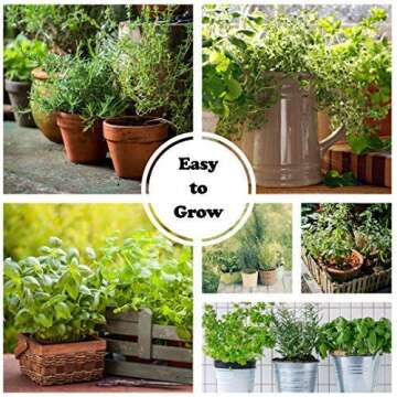 Culinary Herb Seeds Variety Pack - 10 Non-GMO Seeds Kit