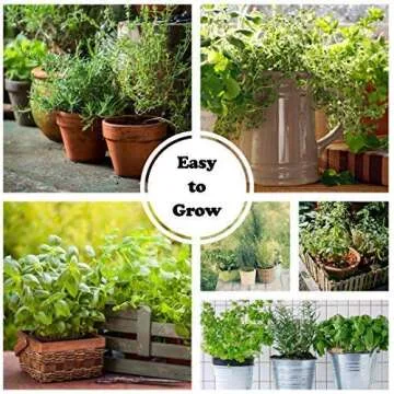 Culinary Herb Seeds Variety Pack - 10 Non-GMO Seeds Kit