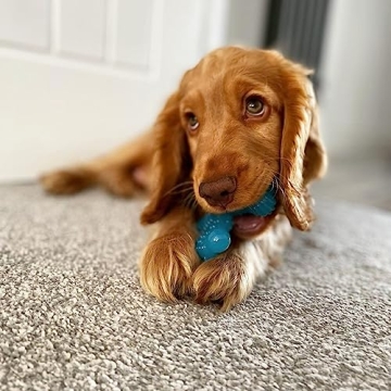 Nylabon Power Chew Comfort Hold X Bone Chew Toy for Puppies, Beef Flavor, Small (1 Count)