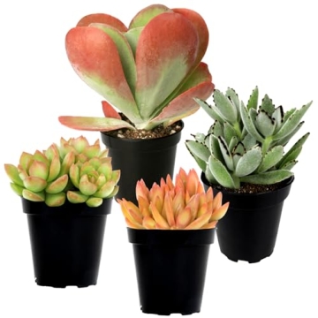 Altman Plants Desert Fire Live Succulents 4-Pack – Colorful and Easy Care House & Event Plants