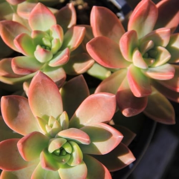 Desert Fire Live Succulents 4-Pack for Easy Care Beauty
