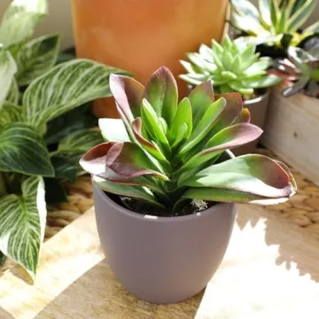 Desert Fire Live Succulents 4-Pack for Easy Care Beauty