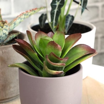 Desert Fire Live Succulents 4-Pack for Easy Care Beauty