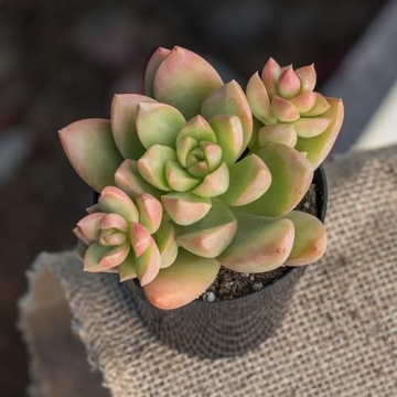 Desert Fire Live Succulents 4-Pack for Easy Care Beauty