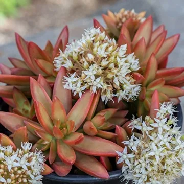 Desert Fire Live Succulents 4-Pack for Easy Care Beauty