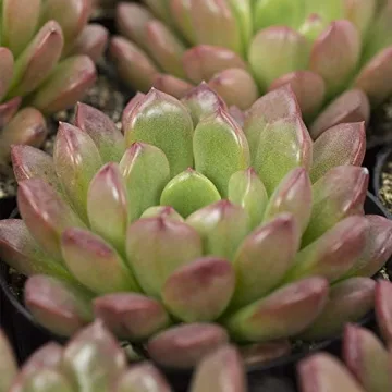 Desert Fire Live Succulents 4-Pack for Easy Care Beauty