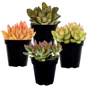 Desert Fire Live Succulents 4-Pack for Easy Care Beauty