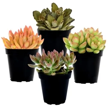 Desert Fire Live Succulents 4-Pack for Easy Care Beauty