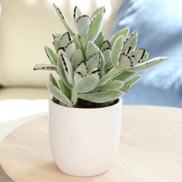 Desert Fire Live Succulents 4-Pack for Easy Care Beauty