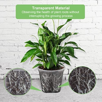 GREENPARA 6-inch Transparent Plant Nursery Pots